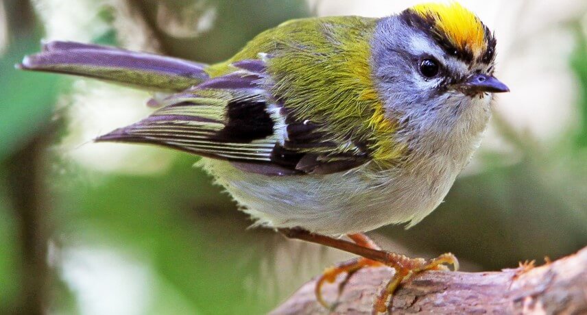 Flora and Fauna tours in Madeira- bis-bis